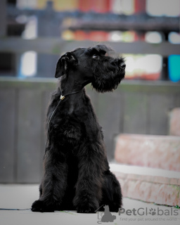 Photo №3. Chiots Schnauzer géant. Biélorussie