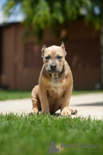 Photo №3. Chiots American Bully XL. Serbie