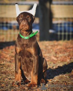 Photo №1. dobermann - à vendre en ville de Helsingborg | 900€ | Annonce №147983