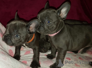 Photo №2 de l'annonce № 115877 de la vente bouledogue - acheter à Allemagne annonce privée, éleveur