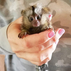 Photo №1.  - à vendre en ville de Constanța | négocié | Annonce №161743