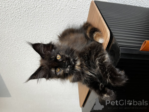 Photo №2 de l'annonce № 155992 de la vente maine coon - acheter à Fédération de Russie de la fourrière