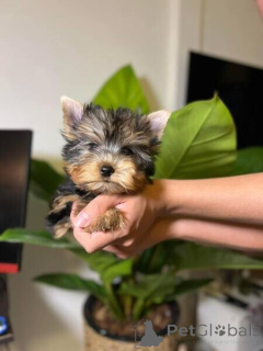 Photo №1. yorkshire terrier - à vendre en ville de Luxembourg | négocié | Annonce №167002