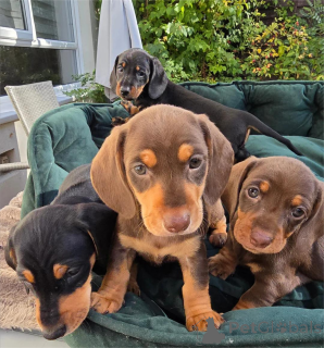 Photo №1. teckel - à vendre en ville de Delbruk | 350€ | Annonce №154599