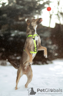 Photos supplémentaires: Sam, chien intelligent et gentil, cherche un foyer ! Entre de bonnes mains