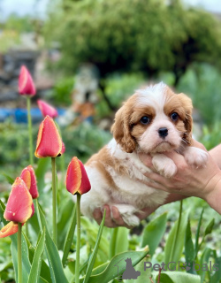 Photo №1. cavalier king charles spaniel - à vendre en ville de Minsk | négocié | Annonce №168618