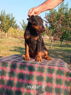 Photos supplémentaires: Terrier de chasse allemand