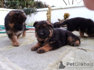 Photo №1. spitz allemand - à vendre en ville de Quickborn | Gratuit | Annonce №130055