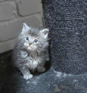 Photo №3. Norwegische Waldkatzen-Kätzchen zu verkaufen. L'Autriche