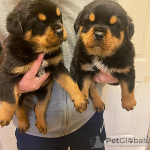 Photo №1. rottweiler - à vendre en ville de Гамбург | 200€ | Annonce №124489