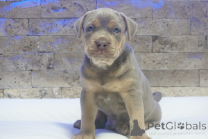 Photo №1. american pit bull terrier - à vendre en ville de Knjazevac | 1500€ | Annonce №155448