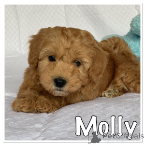 Photo №2 de l'annonce № 167506 de la vente bichon havanais - acheter à Danemark annonce privée, éleveur