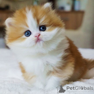 Photo №1. british longhair - à vendre en ville de Berne | négocié | Annonce № 160245