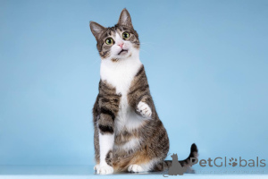 Photo №3. Bonnie le chat cherche un bon cœur.. Fédération de Russie