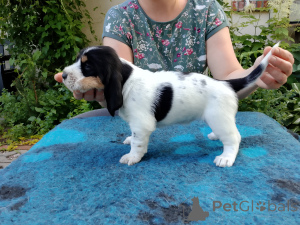 Photo №4. Je vais vendre grand venetian basset griffon en ville de Jaracz. éleveur - prix - 1700€