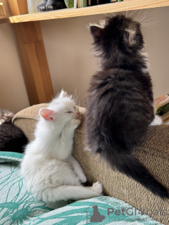 Photos supplémentaires: Des chatons entre de bonnes mains.