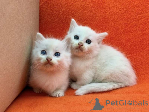 Photo №1. munchkin - à vendre en ville de Chemnitz | Gratuit | Annonce № 172291