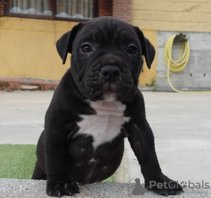Photo №2 de l'annonce № 50898 de la vente american bully - acheter à Espagne éleveur