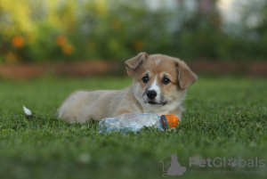 Photos supplémentaires: Chiots Welsh Corgi Pembroke