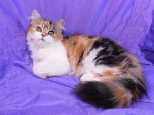 Photos supplémentaires: Kitty Highland Straight, Calico
