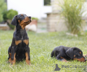 Photos supplémentaires: Chiots Dobermann