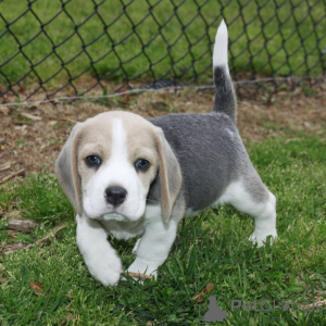 Photo №1. beagle - à vendre en ville de Mauvais münsteerefel | 504€ | Annonce №167285