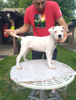 Photo №2 de l'annonce № 109507 de la vente bouledogue américain - acheter à Serbie éleveur