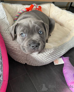 Photo №2 de l'annonce № 162736 de la vente staffordshire bull terrier - acheter à Pays Bas annonce privée, éleveur