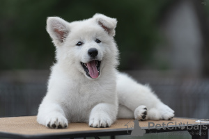 Photo №3. Chiots BSHO. Biélorussie