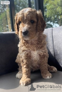 Photos supplémentaires: Adorables chiots Goldendoodle miniatures prêts à partir aujourd'hui Texte (559)