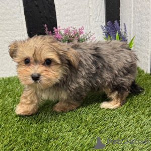 Photo №1.  - à vendre en ville de Berlin | 600€ | Annonce №135816