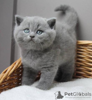 Photo №2 de l'annonce № 114211 de la vente british shorthair - acheter à La finlande 