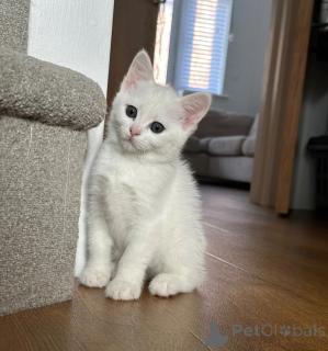 Photo №1. angora turc - à vendre en ville de Lipno | 350€ | Annonce № 178698