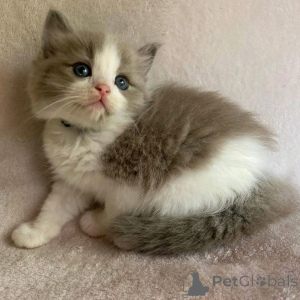 Photo №2 de l'annonce № 136794 de la vente munchkin - acheter à Allemagne éleveur