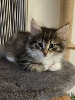 Photo №4. Je vais vendre chat des forêts norvégiennes en ville de Amsterdam. annonce privée, éleveur - prix - 700€