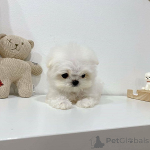 Photo №1.  - à vendre en ville de Ashkelon | Gratuit | Annonce №163364