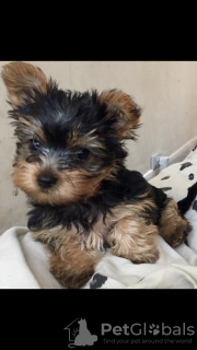 Photos supplémentaires: Chiots Yorkie en bonne santé à vendre