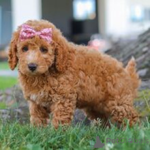 Photo №2 de l'annonce № 172243 de la vente caniche (jouet) - acheter à Allemagne annonce privée