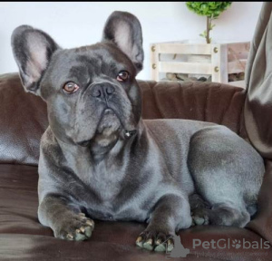 Photo №4. Je vais vendre bouledogue en ville de Srbobran.  - prix - 450€