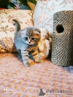 Photo №4. Je vais vendre scottish fold en ville de Шатура. annonce privée - prix - 279€