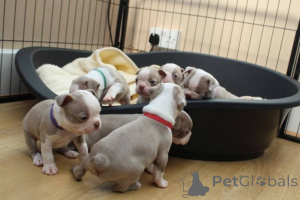Photo №2 de l'annonce № 135556 de la vente terrier de boston - acheter à USA de l'abri, éleveur