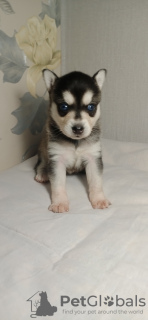 Photo №2 de l'annonce № 8577 de la vente  - acheter à Fédération de Russie annonce privée, de la fourrière