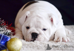 Photos supplémentaires: Chiots bouledogues anglais