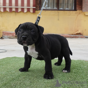 Photo №4. Je vais vendre american bully en ville de Estepona. éleveur - prix - négocié