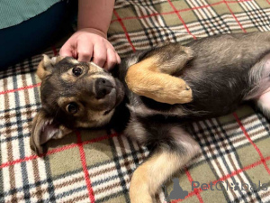 Photo №4. Je vais vendre chien bâtard en ville de Moskova. annonce privée - prix - Gratuit