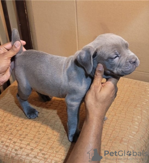 Photo №1. cane corso - à vendre en ville de Paris | Gratuit | Annonce №129131