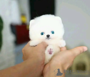 Photo №3. Vétérinaire formé aux toilettes Poméranie vérifiée. Belgique