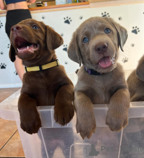 Photo №1. labrador retriever - à vendre en ville de Berne | négocié | Annonce №120102