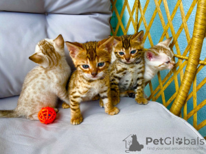 Photo №3. Des chatons Bengal en bonne santé maintenant pour vous. Allemagne