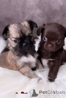 Photo №1. chihuahua - à vendre en ville de Saarbrücken | négocié | Annonce №152878